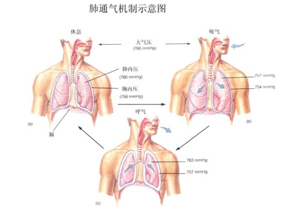 &#31859;&#20848;&#23448;&#26041;&#31449;&#32593;&#39029;&#29256;&#45;&#31859;&#20848;&#40;&#20013;&#22269;&#41;